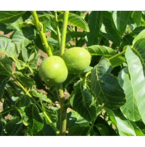 Yalova 1 Ceviz Fidanı Yalova 1 Ceviz Fidanı